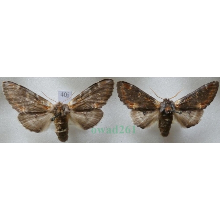 Notodonta dromedarius (Linnaeus, 1767) pair Garbatka dromaderka Czech40j